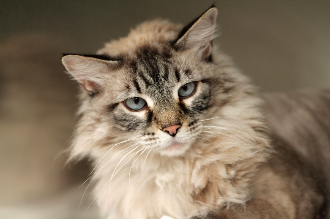 15 Best Pictures Ragdoll Cat Adoption Las Vegas Ragdoll Cats For Sale