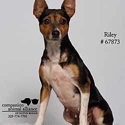 Thumbnail photo of Riley  (Foster) #1