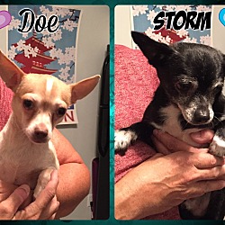 Thumbnail photo of Storm & Doe - Bonded pair!!! #1