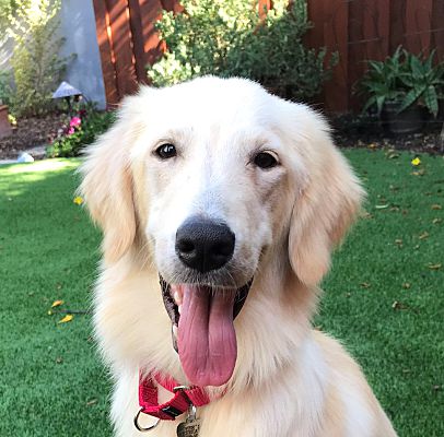San Diego Ca Golden Retriever Meet Cassidy A Pet For Adoption