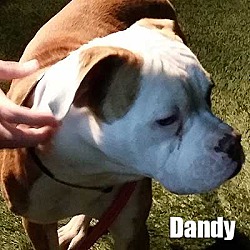 Thumbnail photo of Dandy #1
