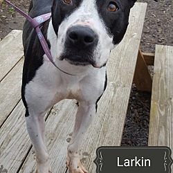 Thumbnail photo of Larkin #3