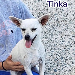 Thumbnail photo of Tinka #2