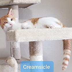 Photo of Creamsickle