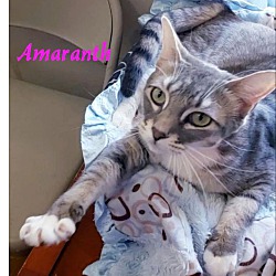 Thumbnail photo of Amaranth #4