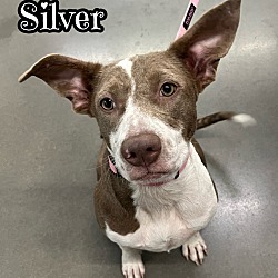 Photo of Silver