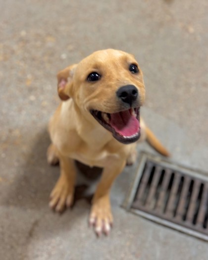 Petsmart hulen sales adoption center