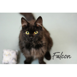 Photo of Falcon
