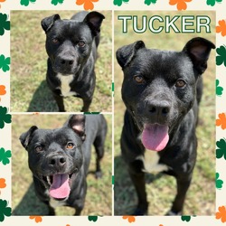 Photo of Tucker CFS# 230052153