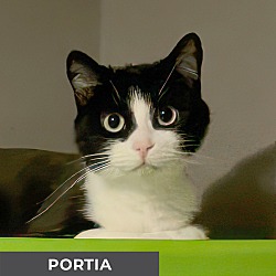 Thumbnail photo of Portia #1