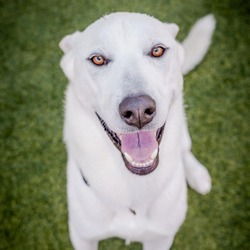 Thumbnail photo of Ghost (A2144673) #2