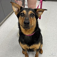 adopt a pet