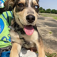 adopt a pet
