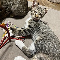 adopt a pet