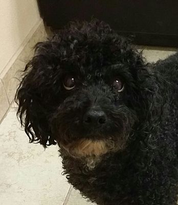 Inland Empire, CA - Poodle (Miniature). Meet HELEN a Pet for Adoption ...