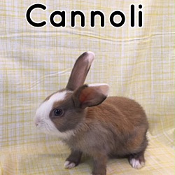 Photo of Cannoli