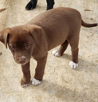 heartworm prevention petsmart