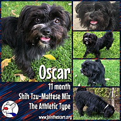 Thumbnail photo of Oscar #3