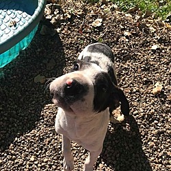 Holland, MI - Beagle/Shar Pei. Meet Ashe a Pet for Adoption - AdoptaPet.com