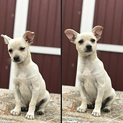 Photo of Coco