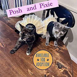 Thumbnail photo of Pixie and Posh (bonded) #1
