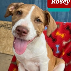 Photo of Rosey