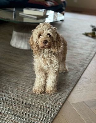 St. Louis Park, MN - Cockapoo. Meet Sweet Corn a Pet for Adoption ...