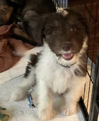 Beaumont, TX - Aussiedoodle/Border Collie. Meet Spike a Pet for ...