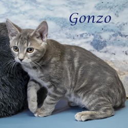 Thumbnail photo of Gonzo C24-227 #3