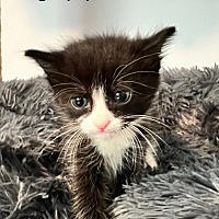 Adopt A Pet :: Mango - Leonardtown, MD