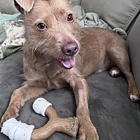 adopt a pet