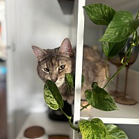 adopt a pet