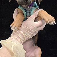adopt a pet