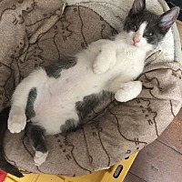 adopt a pet