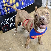 adopt a pet