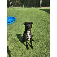 adopt-pet