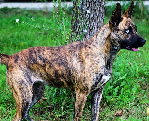blue dutch shepherd for sale