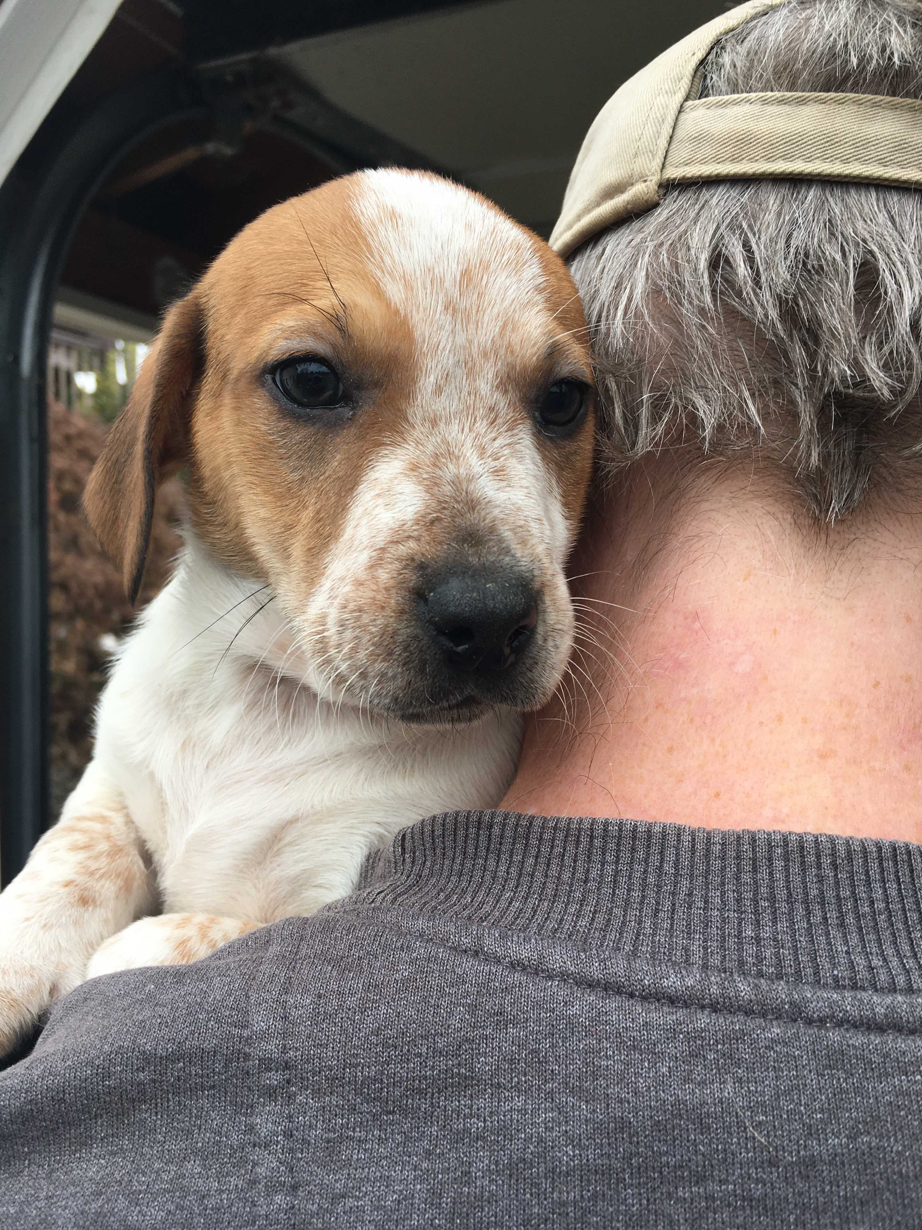 Unionville Pa Beagle Meet Beagle Lab Mix Pups F A Pet For Adoption