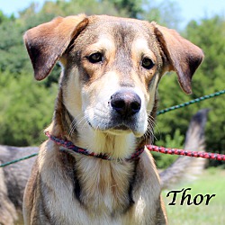Thumbnail photo of Thor~adopted! #1