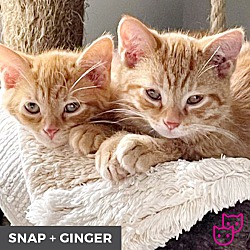 Thumbnail photo of Snap (bonded with Ginger) #1