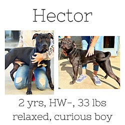 Photo of Hector