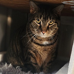 Photo of Whiskers