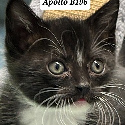 Photo of Apollo B196
