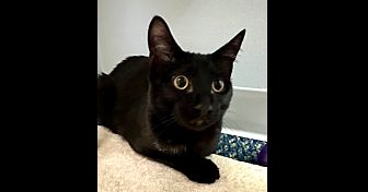Elektra *ADOPTED!