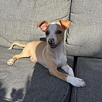 adopt a pet