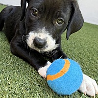 adopt a pet