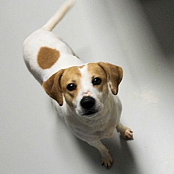 Thumbnail photo of Savannah - Prison Program Dog #3