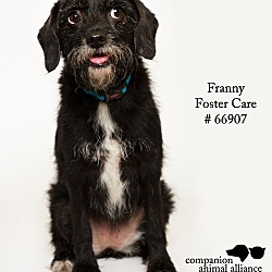 Thumbnail photo of Franny (Foster) #3