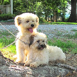 Thumbnail photo of SNICKER - DOODLE - BONDED PAIR #1