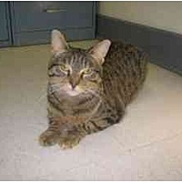 Second Hand Purrs In Milwaukee Wisconsin